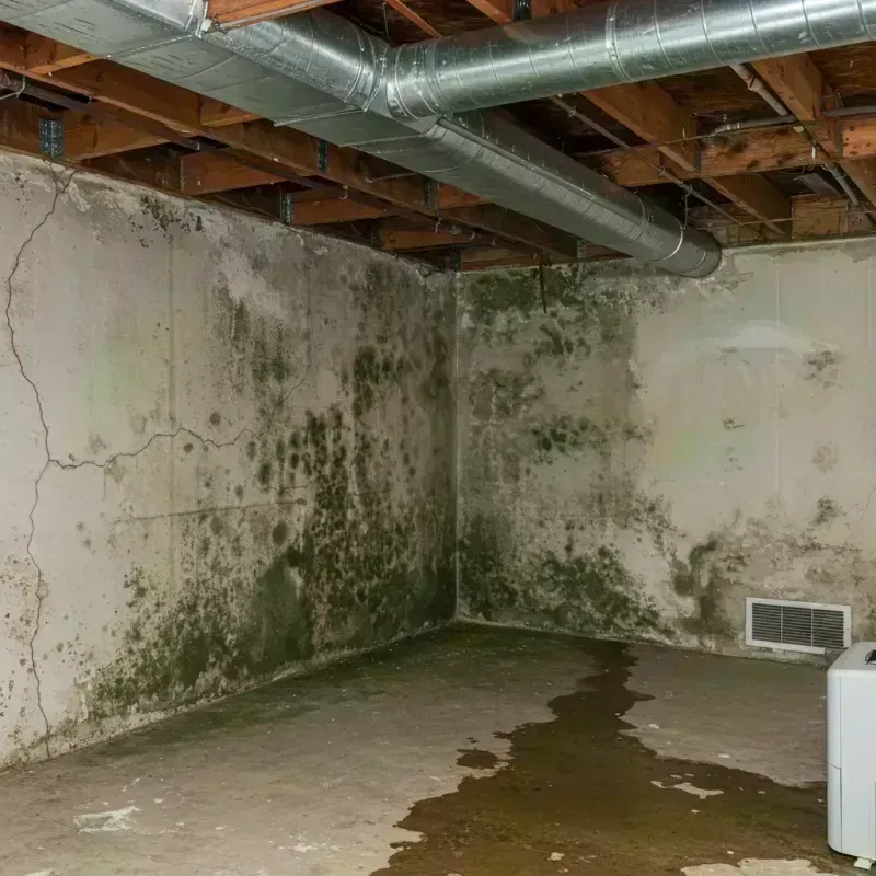 Professional Mold Removal in Chillicothe, MO